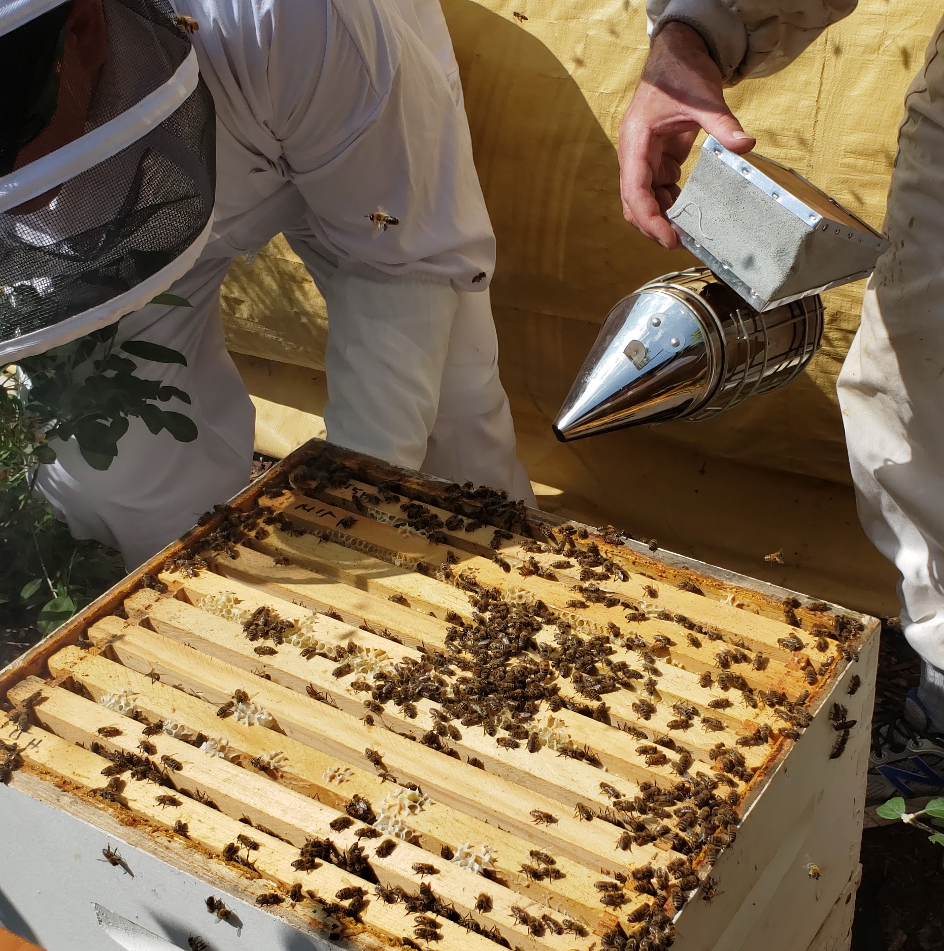 working the bee hive