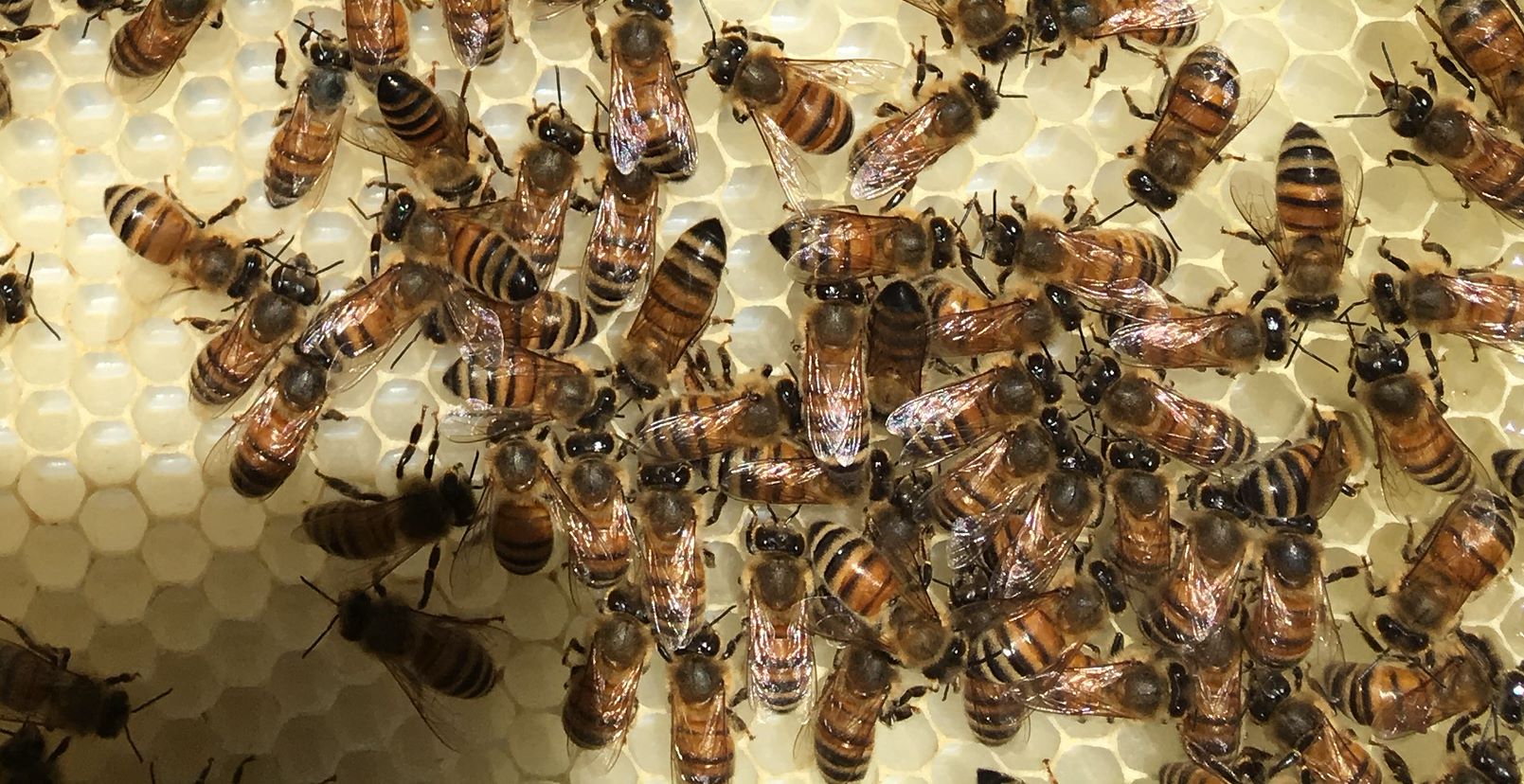 working the bee hive